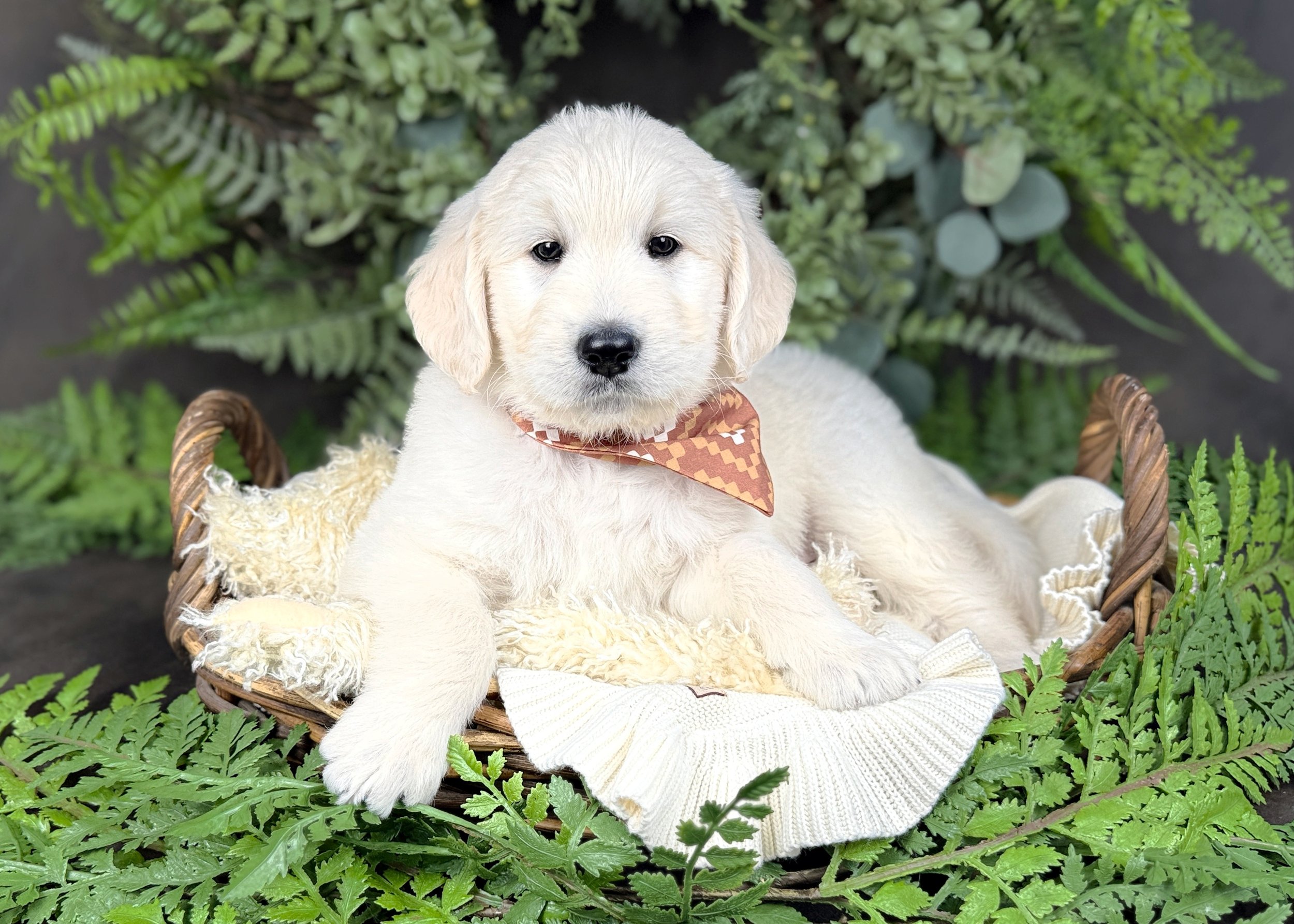 Kaycee Cream Male F1 Standard English Teddy Bear Goldendoodle Puppy For Sale Okefeild Acres Missouri