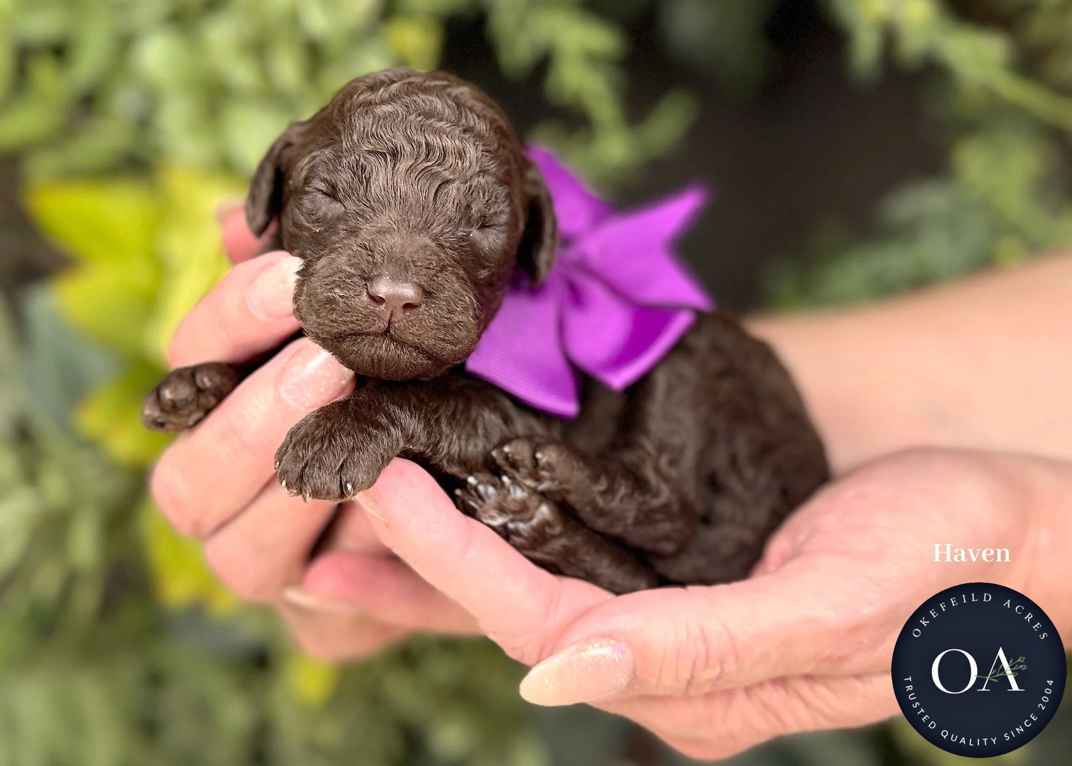 Brown Female F2b Small English Teddy Bear Goldendoodle Puppies For Sale Okefeild Acres