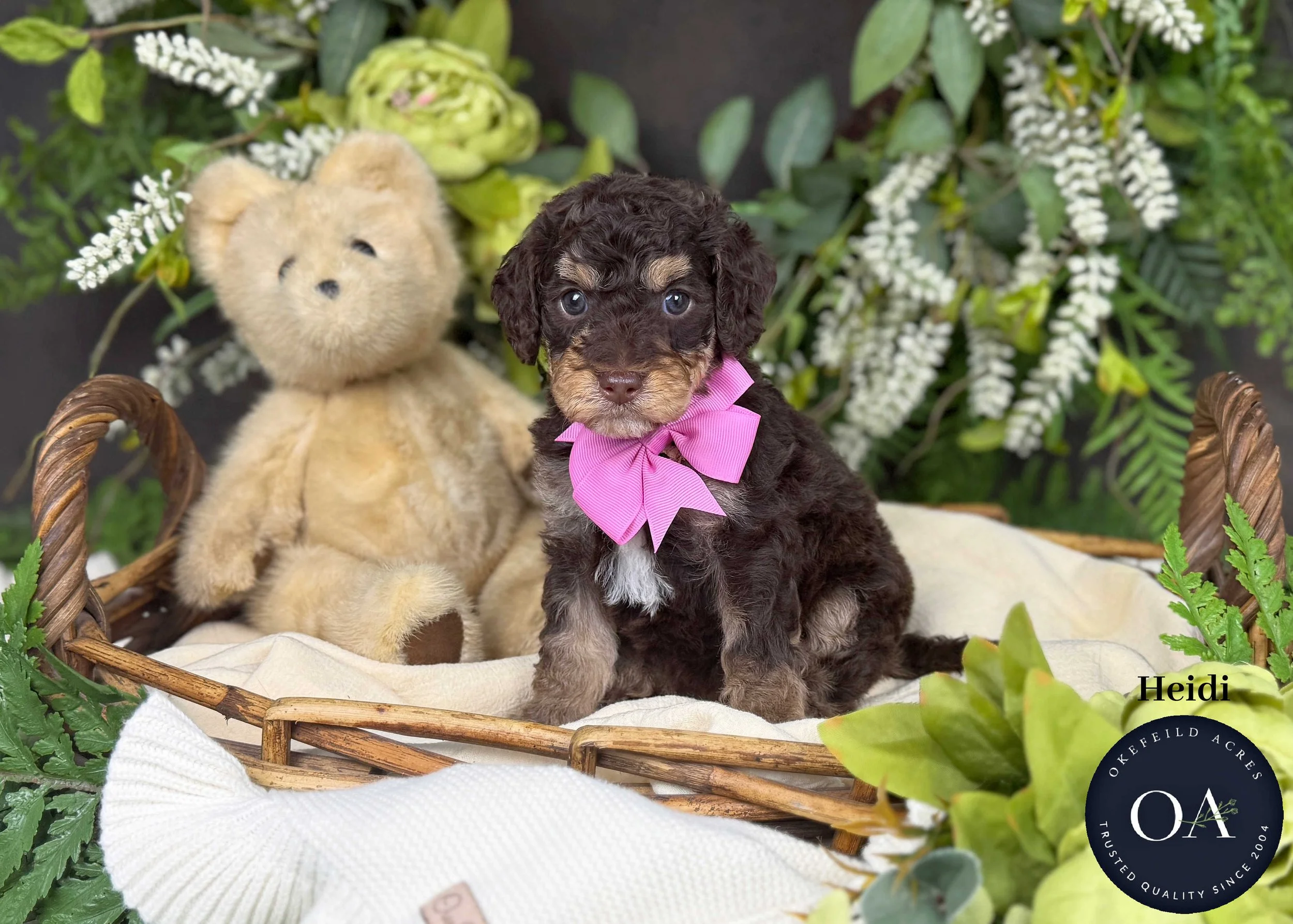 F2bb Small English Teddy Bear Goldendoodle Puppy For Sale Okefeild Acres Missouri