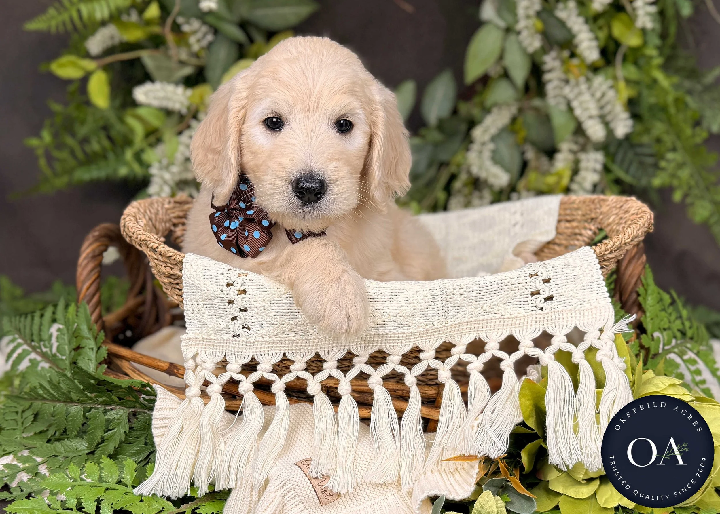 Cream F1b Standard English Teddy Bear Goldendoodle Puppy For Sale Okefeild Acres Missouri