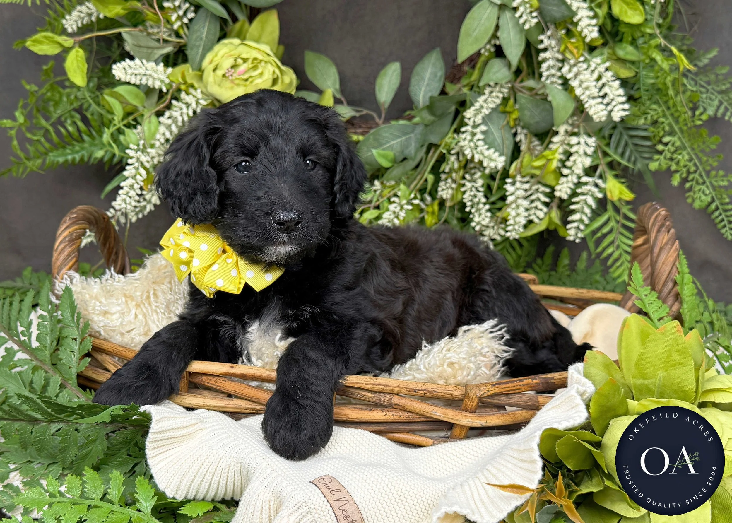 Black F1b Standard English Teddy Bear Goldendoodle Puppy For Sale Okefeild Acres Missouri