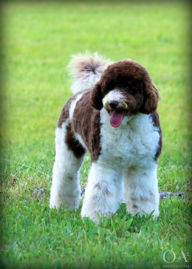 f1b parti goldendoodle