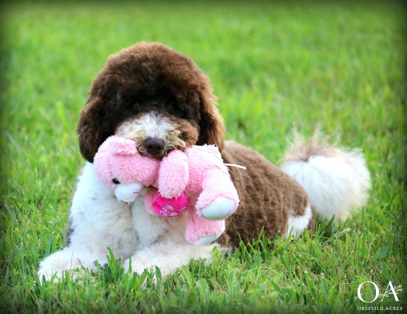 Ellsbeth-Okefeild-Acres-F1b-Mini-Goldendoodle-Dam-7.jpg