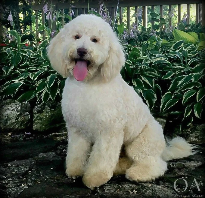 Armani-Okefeild-Acres-Mini-Teddybear-Goldendoodles-Sire-1.jpg