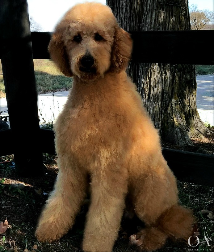 Hoover-Okefeild-Acres-Teddybear-Standard-Goldendoodle-Puppies-Poodle-Sire-1.jpg