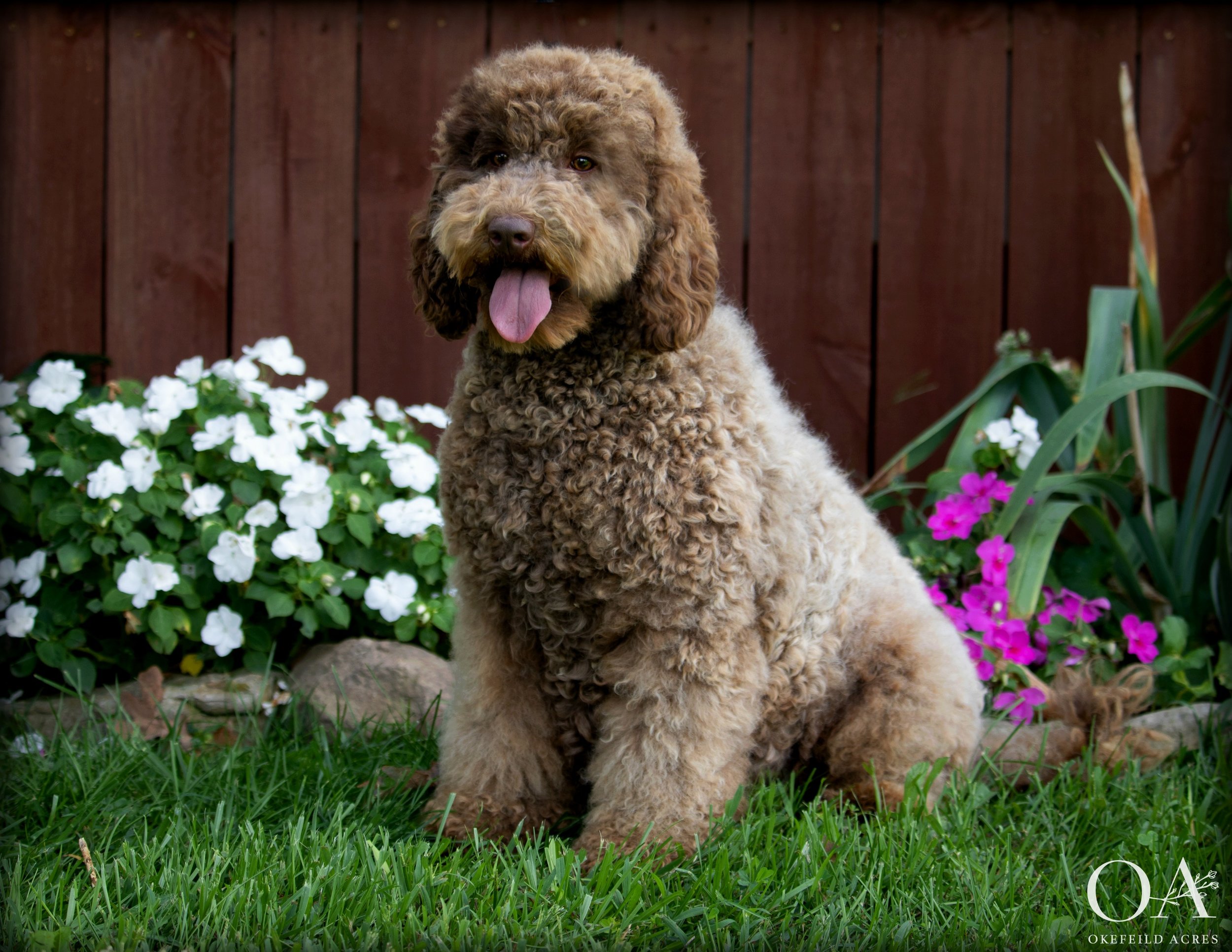 Miss-Okefeild-Acres-Mini-Goldendoodle-Dam-1.jpg