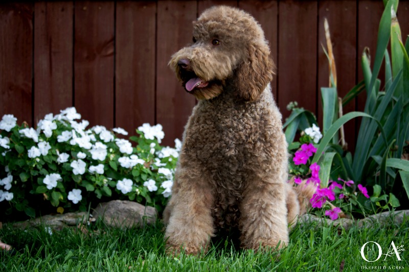 Miss-Okefeild-Acres-Mini-Goldendoodle-Dam-4.jpg