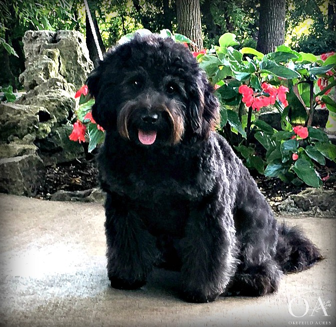 Candy-Okefeild-Acres-Mini-Teddybear-Goldendoodles-Dam-1.jpg