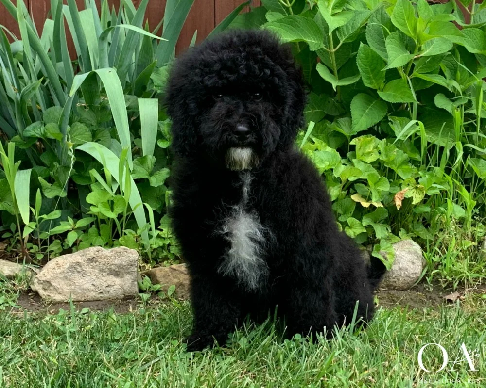 Maddox-Okefeild-Acres-F1b-Petite-Mini-Goldendoodle-1001.jpg