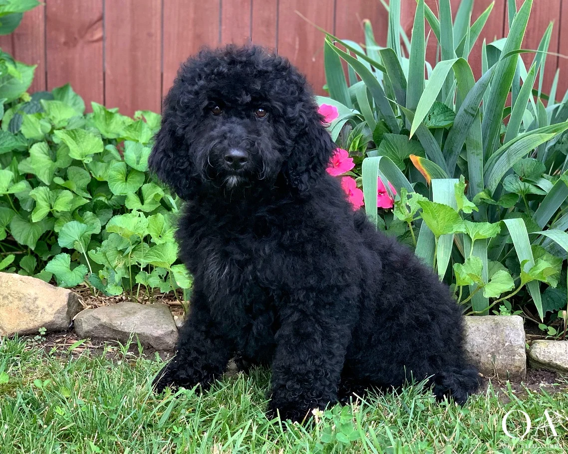 Makayla-Okefeild-Acres-Mini-Teddybear-Goldendoodle-Pupppy-101.jpg