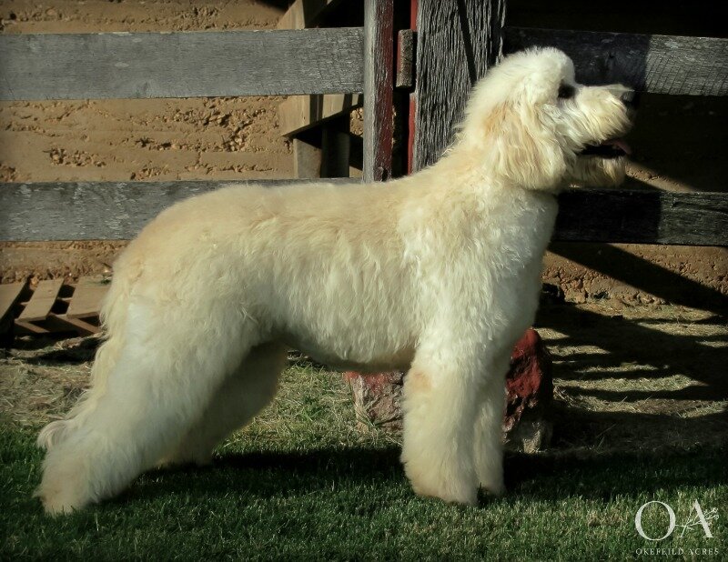 f1 goldendoodle and golden retriever