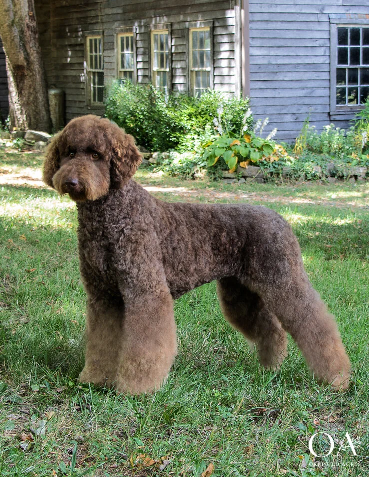 chocolate goldendoodle
