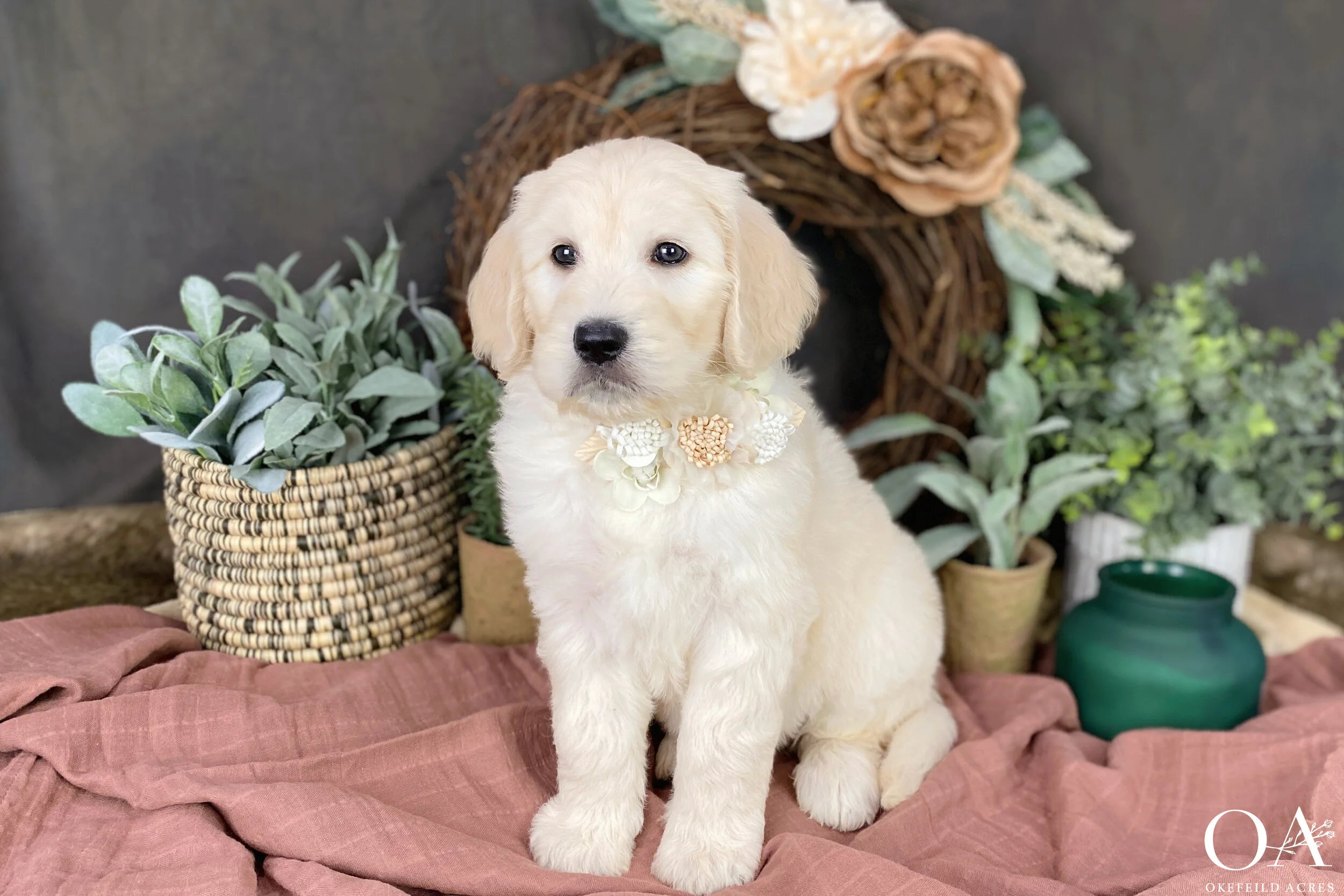 Tori-Cream-Standard-F1-TeddyBearGoldendoodle-OkefeildAcres-1.JPG