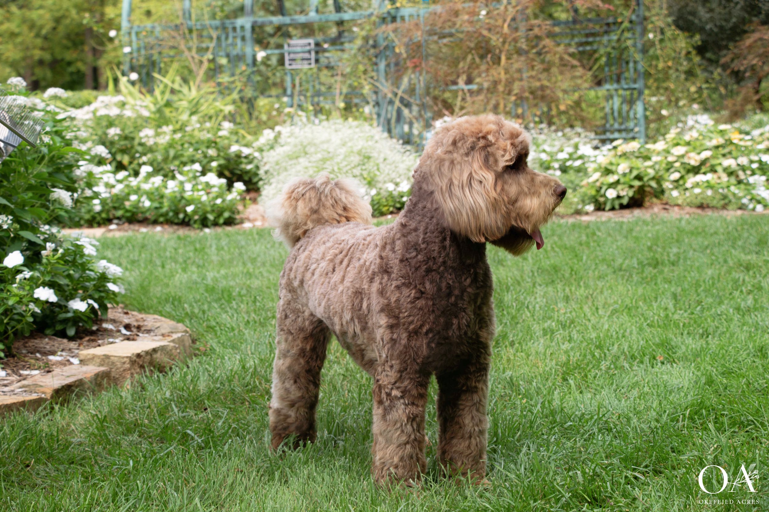 Rihanna-Okefeild-Acres-Mini-Teddybear-Goldendoodle-Dam-4.jpg