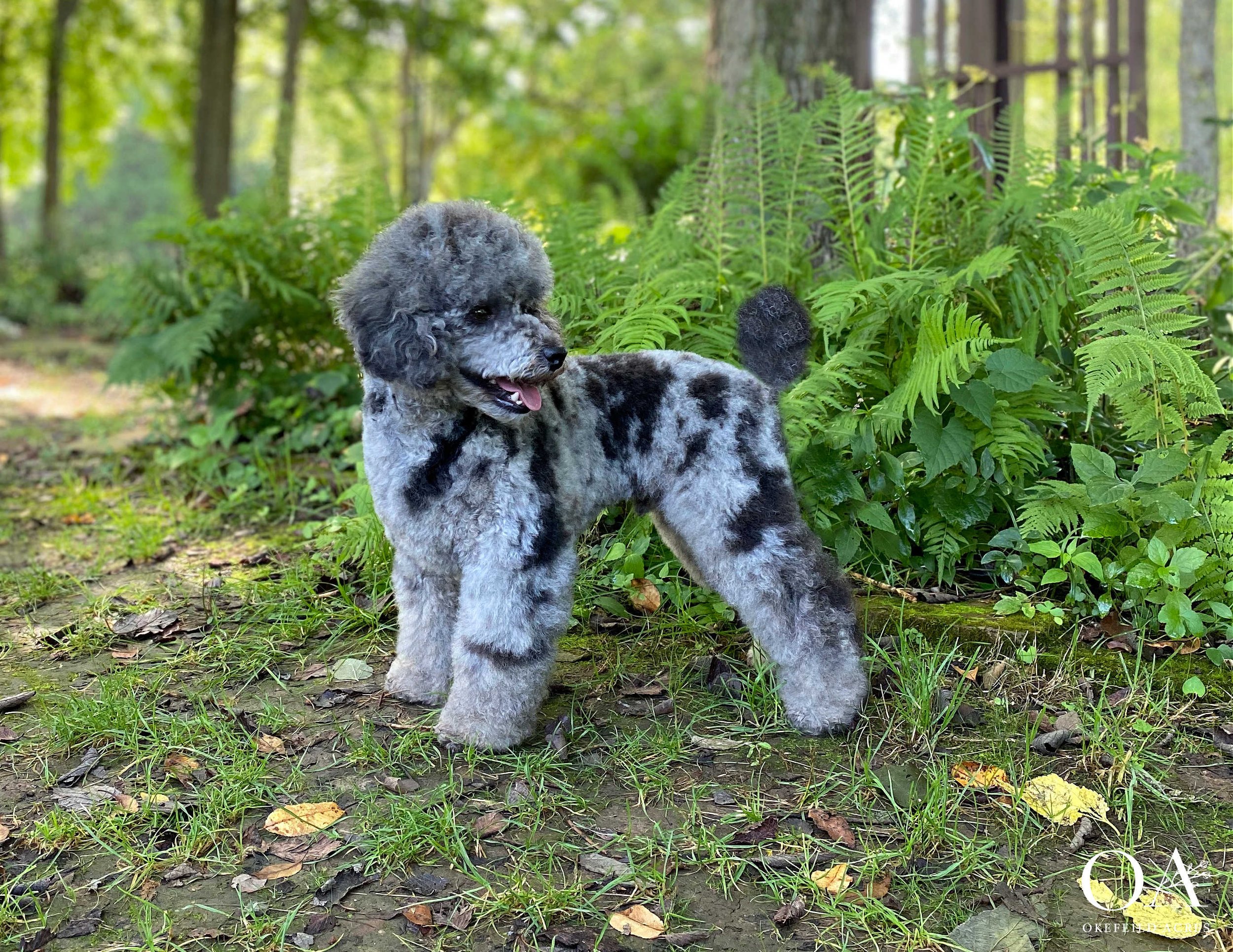 Roscoe-Okefeild-Acres-Mini-Teddybear-Goldendoodle-Toy-Poodle-Sire-10a.JPG