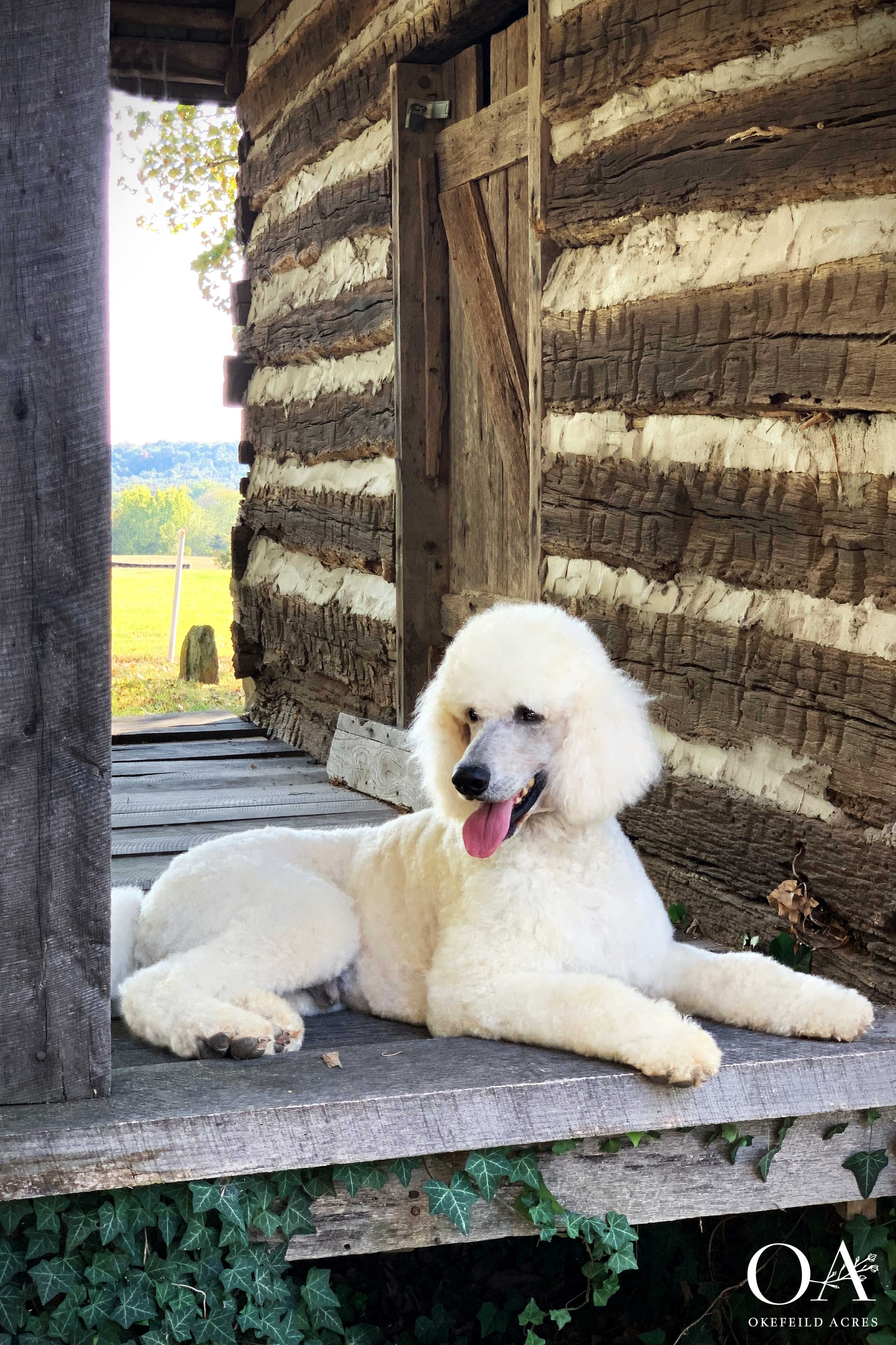 Lincoln-Okefeild-Acres-Champion-Poodle-Goldendoodle-Sire-26.JPG