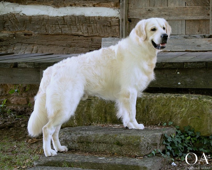 Cleveland-Okefeild-Acres-European-English-Cream-Golden-Retriever-2.jpg