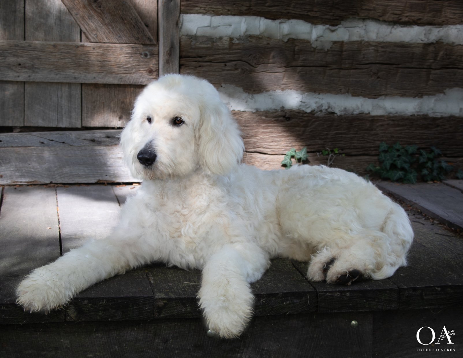 Dolly-Okefeild-Acres-Teddybear-Standard-Goldendoodle-Dam-2.jpg