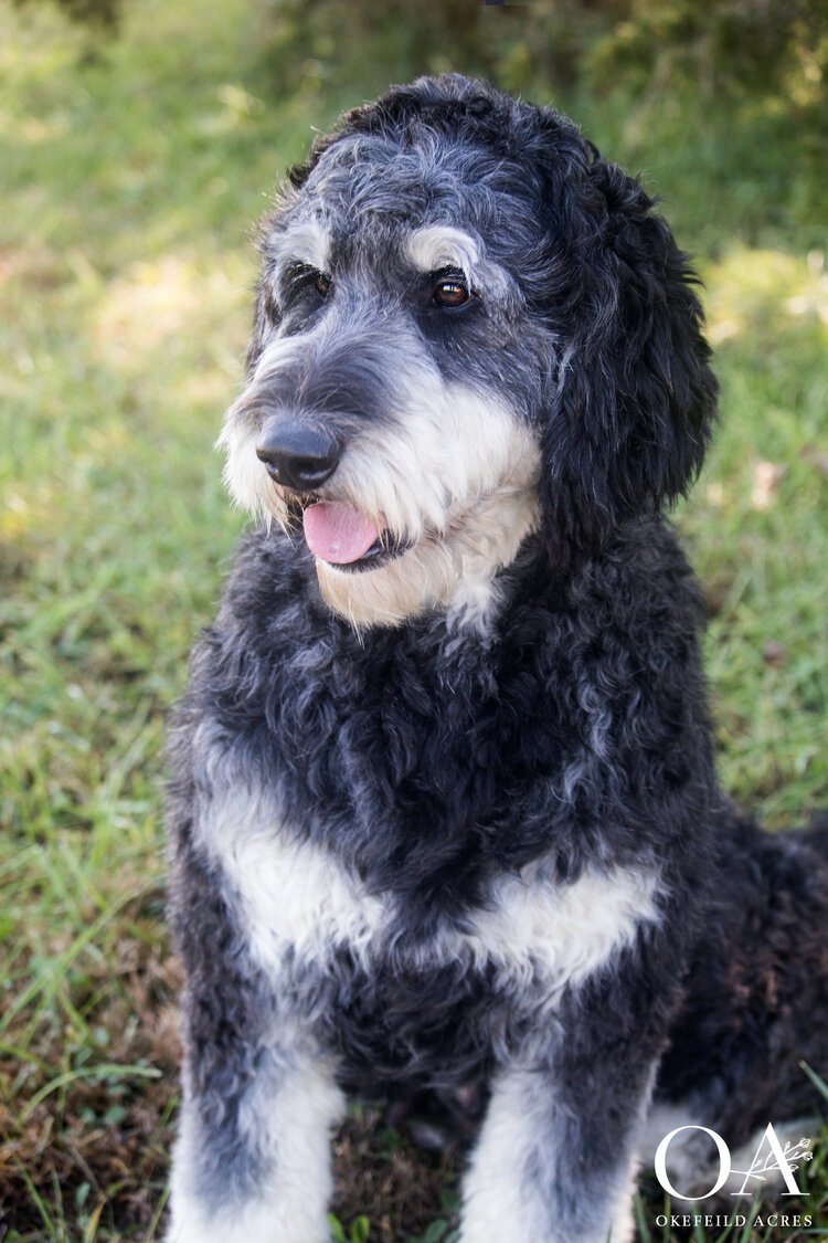 Holly-Okefeild+Acres+Teddybear+Standard+Goldendoodle+5.jpg