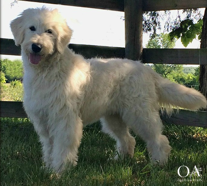 F1-Teddy-Bear-Standard-Goldendoodle-Puppies-Okefeild-Acres-Blondie-1 - Copy - Copy.png