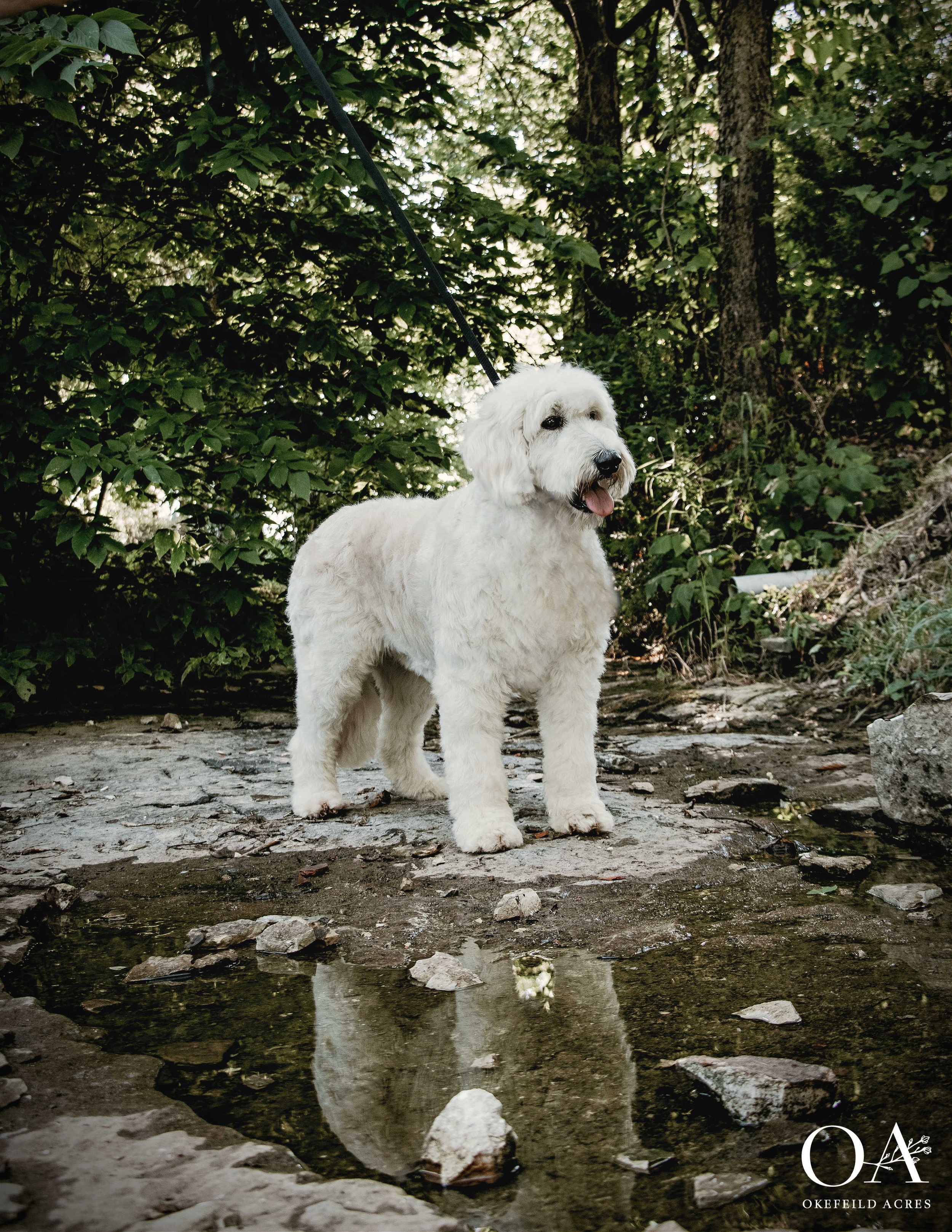 Tamsen-Okefeild-Acres-Teddybear-Standard-Goldendoodle-Dam-5.jpg