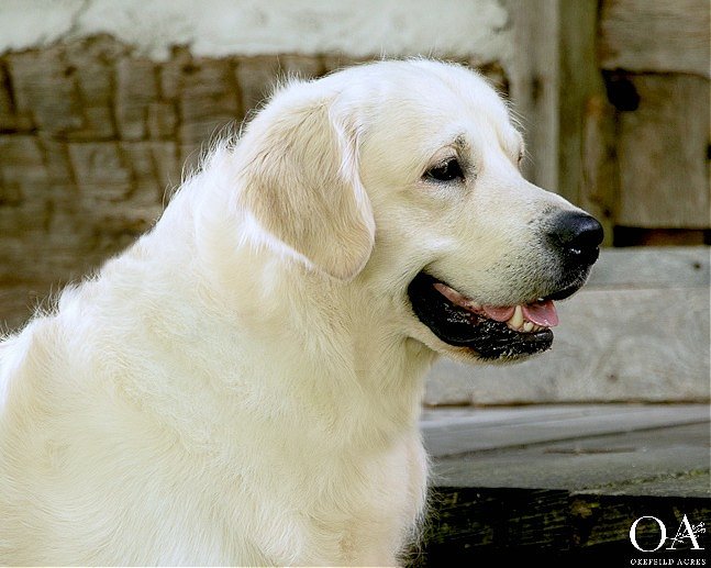 Cleveland-Okefeild-Acres-European-English-Cream-Golden-Retriever-3.jpg