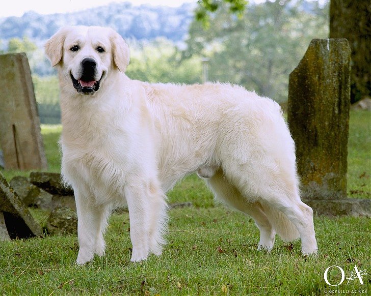 Cleveland-Okefeild-Acres-European-English-Cream-Golden-Retriever-5.jpg