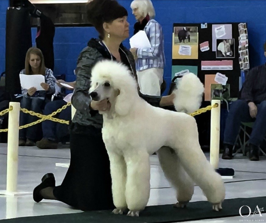 Lincoln-CH-Paparazzi-Superstar-At-Okefeild-Acres-Standard-Poodle.jpg