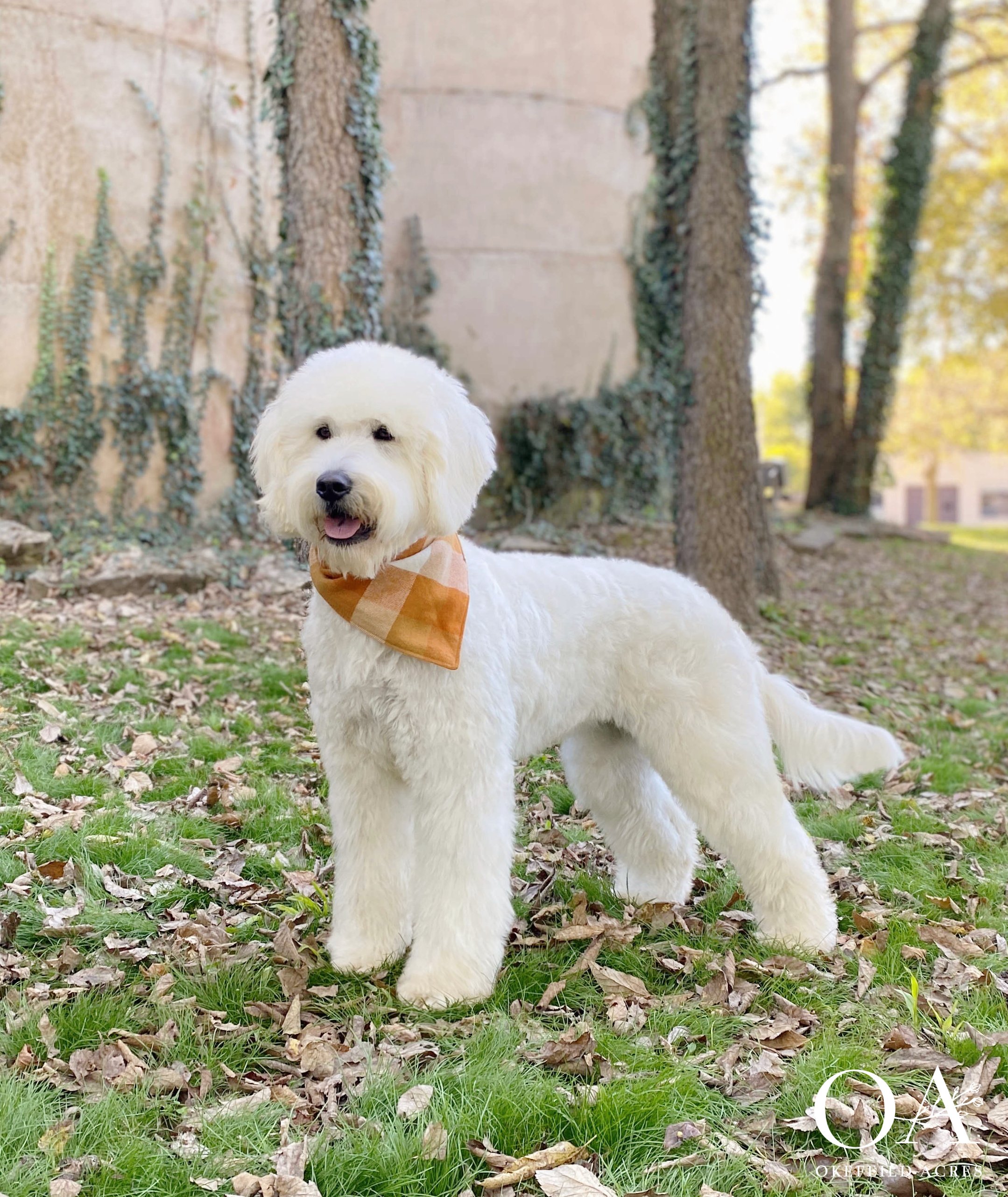 Okefeild-Acres-English-Teddybear-Goldendoodle-Nala-Cream.jpg