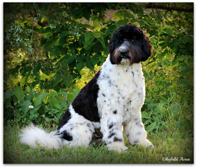 Oreo-Okefeild-Acres-F1b-Teddybear-Parti-Standard-Goldendoodle-Puppies-111.JPG