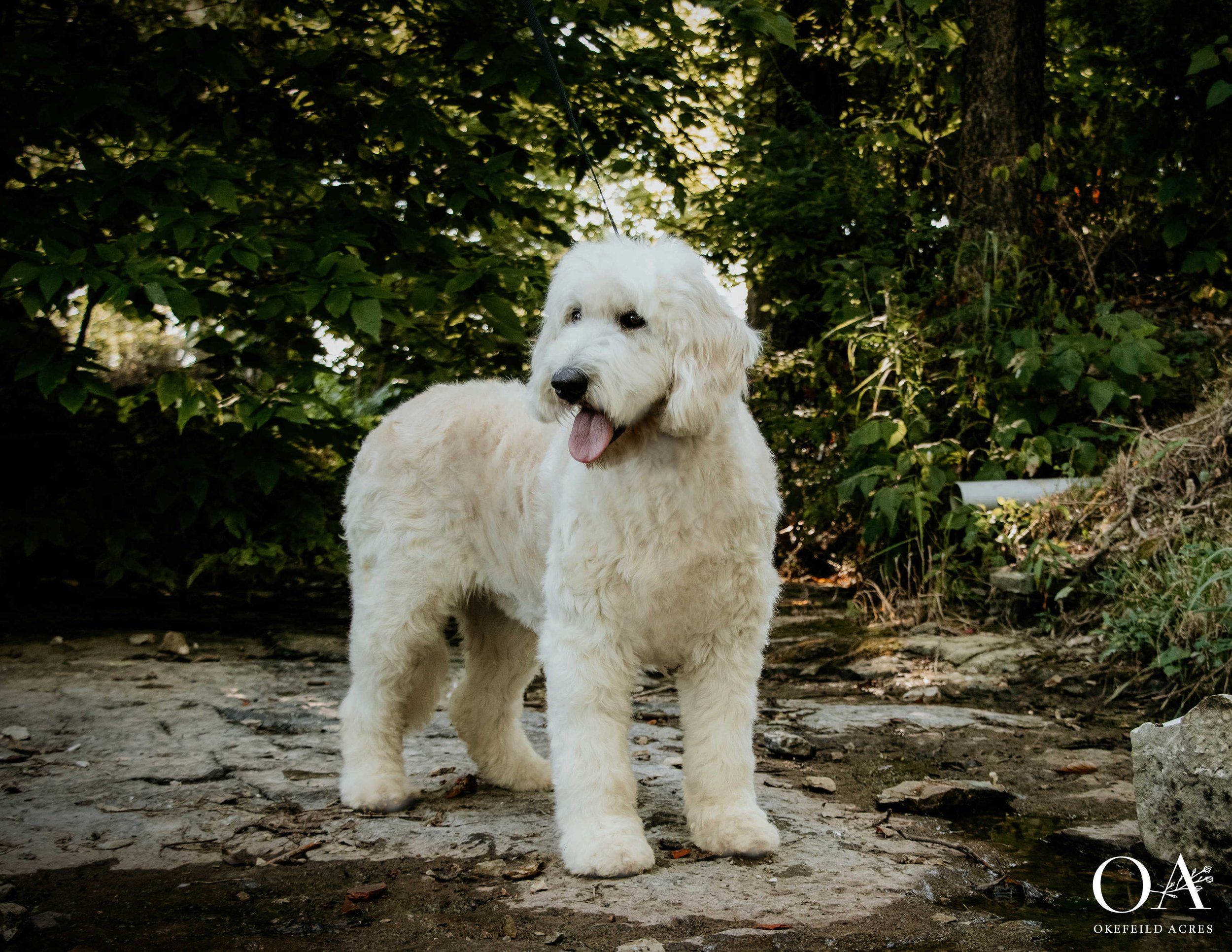 Tamsen-Okefeild-Acres-Teddybear-Standard-Goldendoodle-Dam-6.jpg