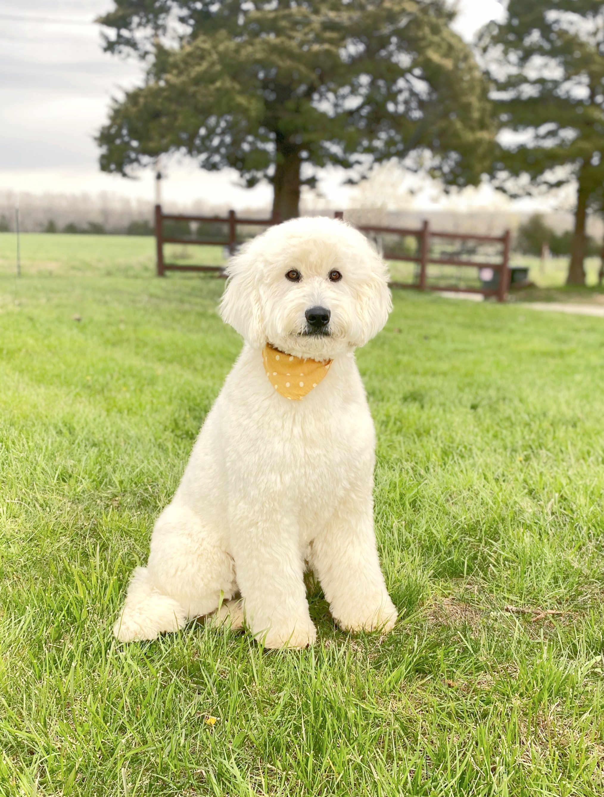 Willow-F1-Standard-English-Teddybear-Goldendoodle-OkefeildAcres-3.jpg