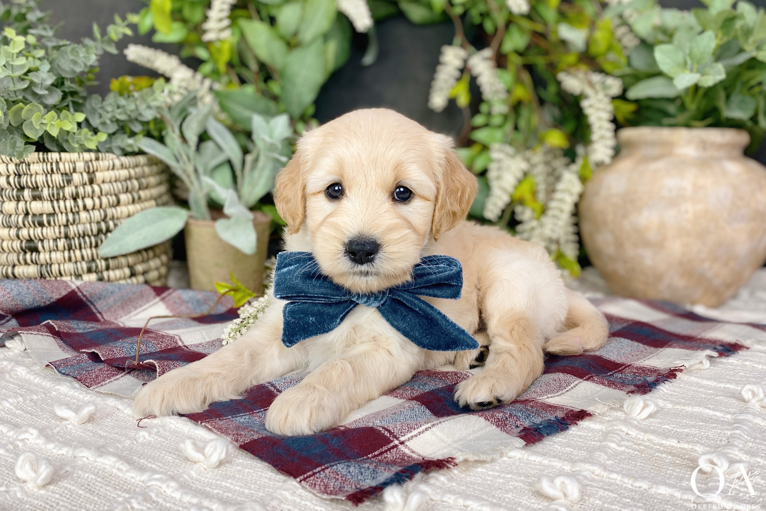 Apricot-Sascha-Bingley-Okefeild-Acres-F1-Mini-English-Teddybear-Goldendoodle-Puppies-2.jpg