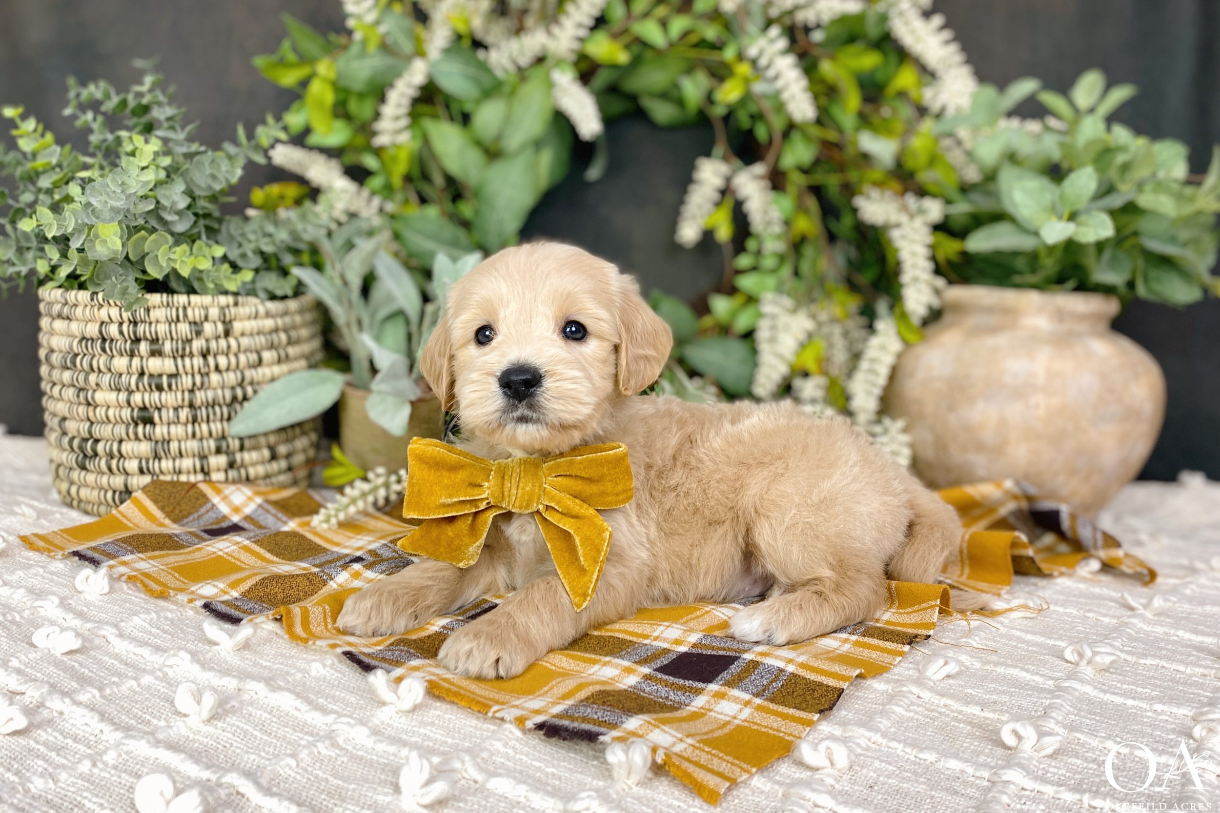 Apricot-Sascha-Bingley-Okefeild-Acres-F1-Mini-English-Teddybear-Goldendoodle-Puppies-3.jpg