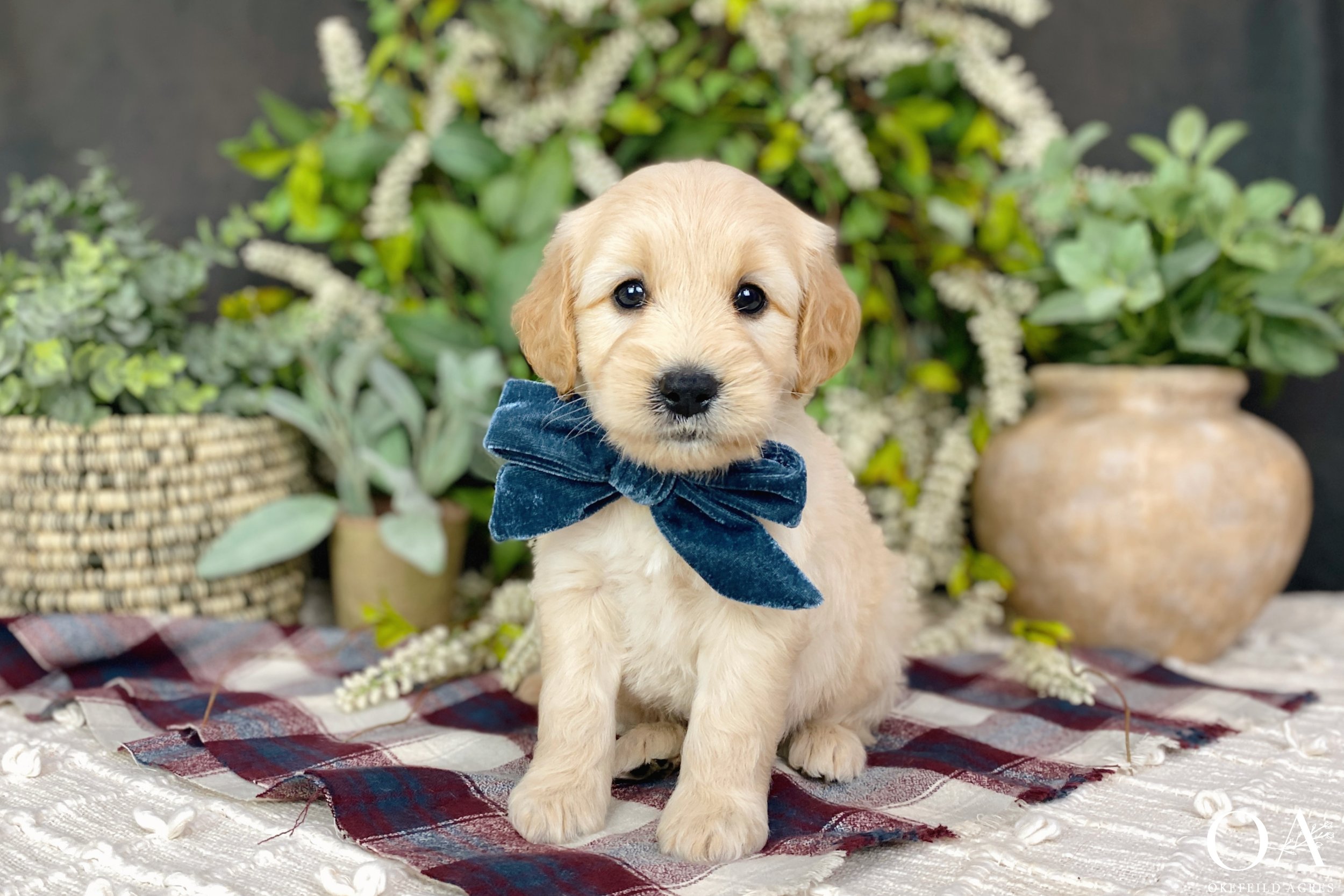 Apricot-Sascha-Bingley-Okefeild-Acres-F1-Mini-English-Teddybear-Goldendoodle-Puppies-12.jpg