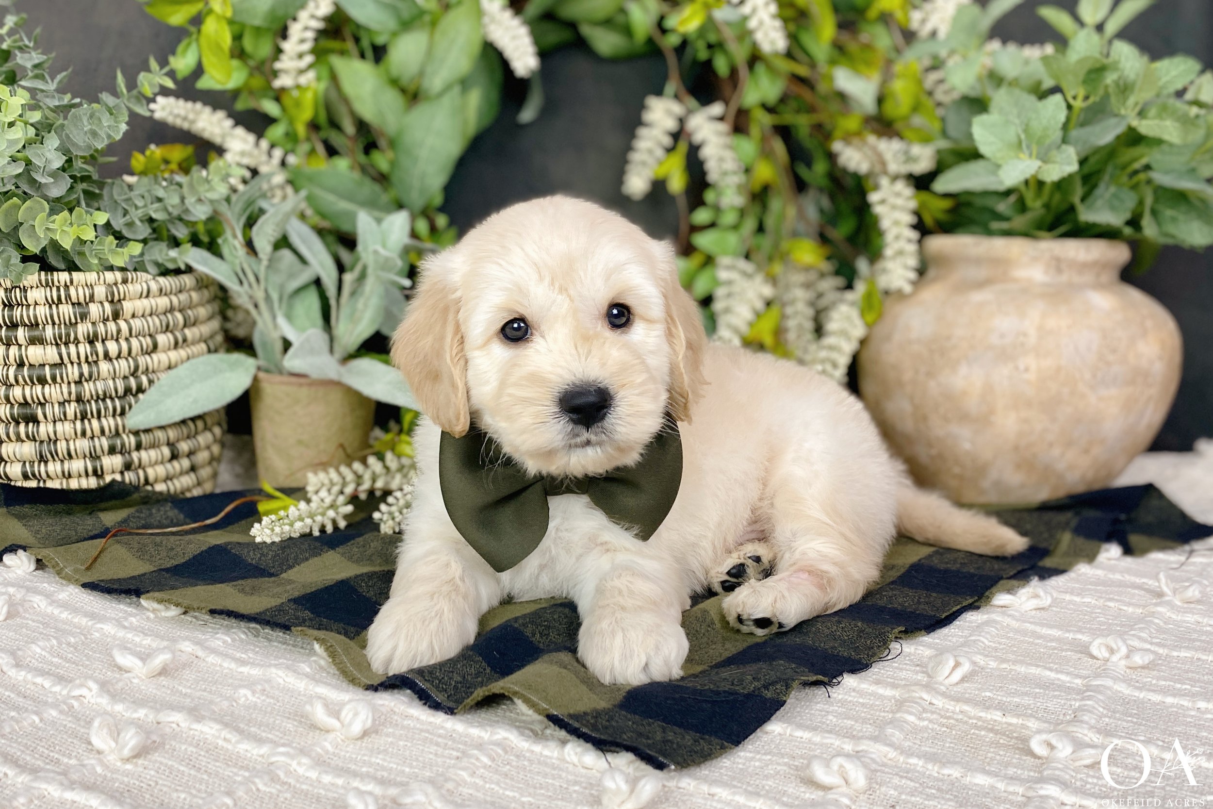 Apricot-Sascha-Bingley-Okefeild-Acres-F1-Mini-English-Teddybear-Goldendoodle-Puppies-14.jpg