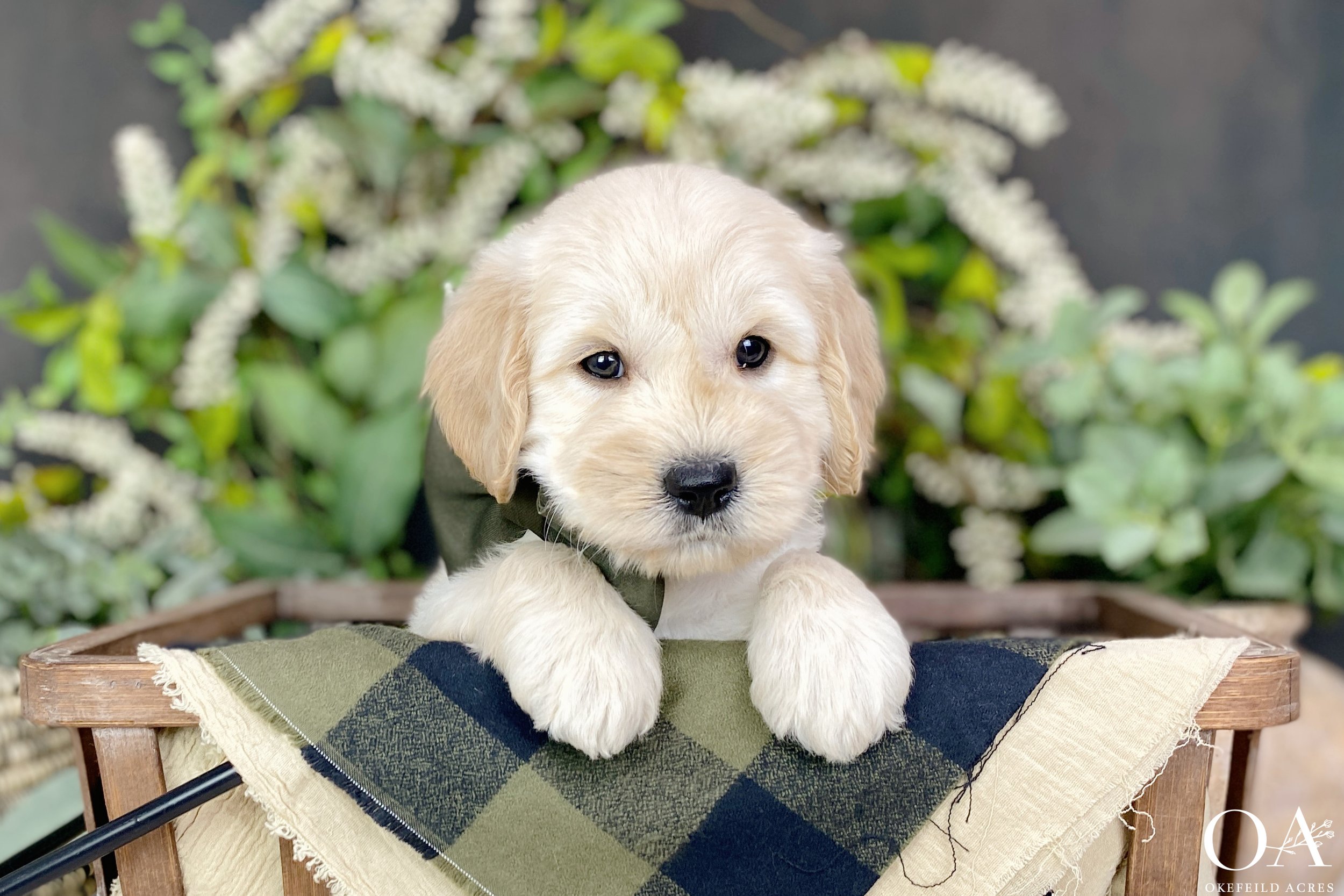 Apricot-Sascha-Bingley-Okefeild-Acres-F1-Mini-English-Teddybear-Goldendoodle-Puppies-16.jpg