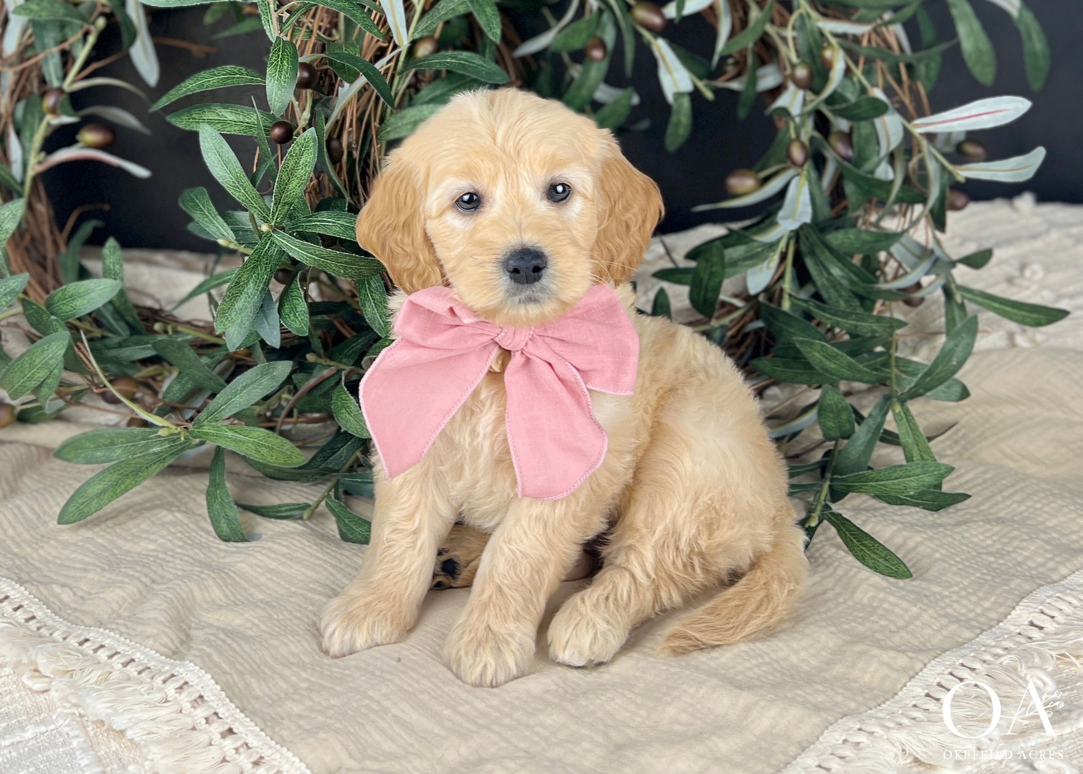 Lacey-Liliya-Bingley-Okefeild-Acres-F1b-Mini-English-Teddybear-Goldendoodle-Puppies-10 (1).jpg