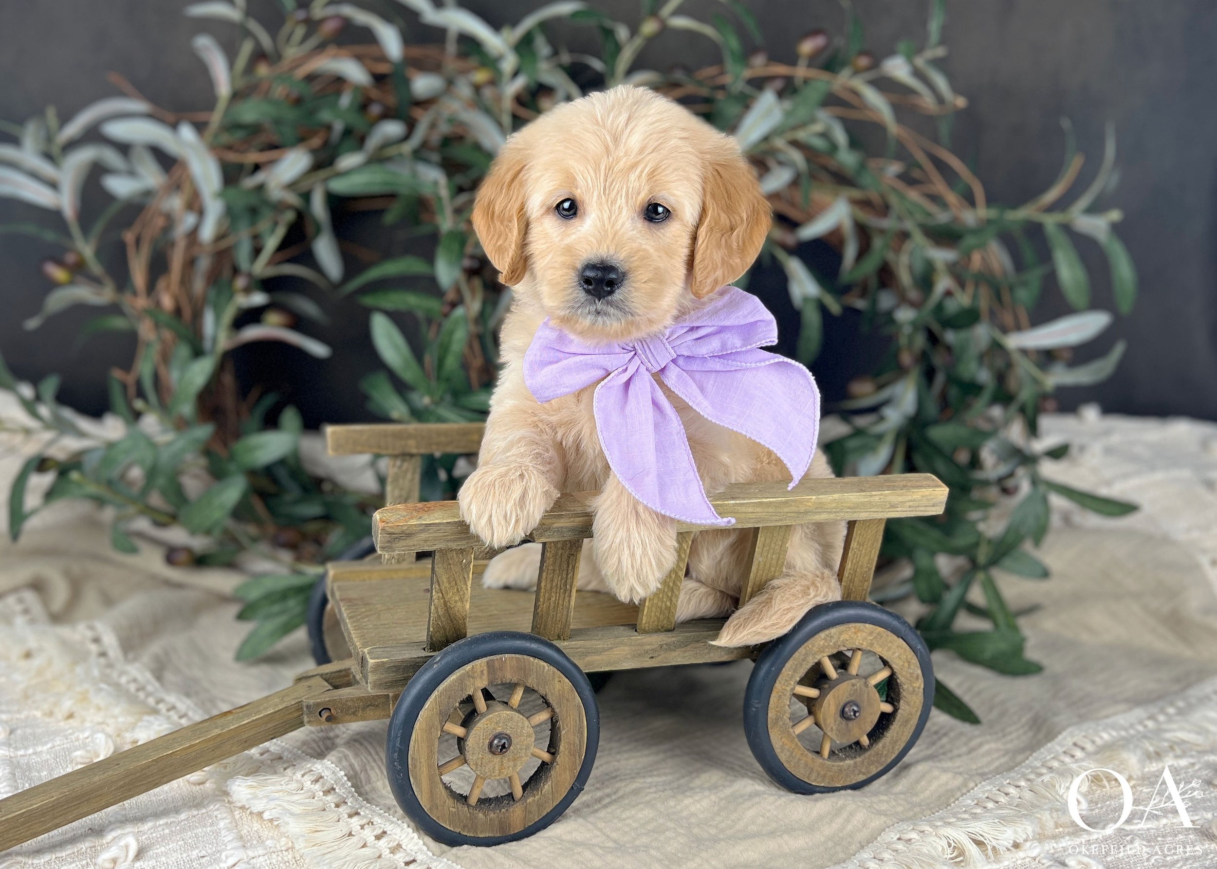 Laela-Liliya-Bingley-Okefeild-Acres-F1b-Mini-English-Teddybear-Goldendoodle-Puppies-6 (1).jpg