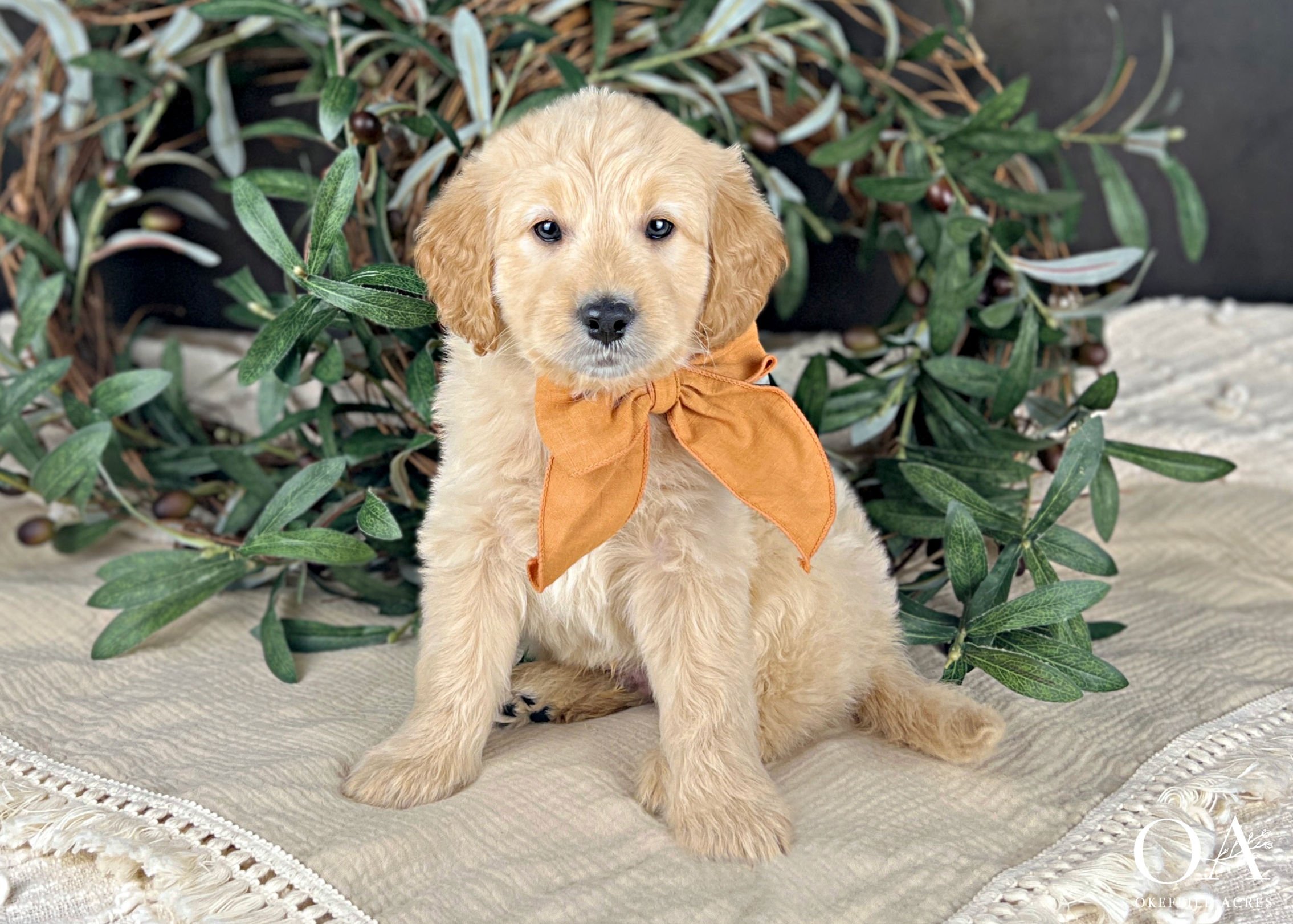 Landon-Liliya-Bingley-Okefeild-Acres-F1b-Mini-English-Teddybear-Goldendoodle-Puppies-16 (1).jpg