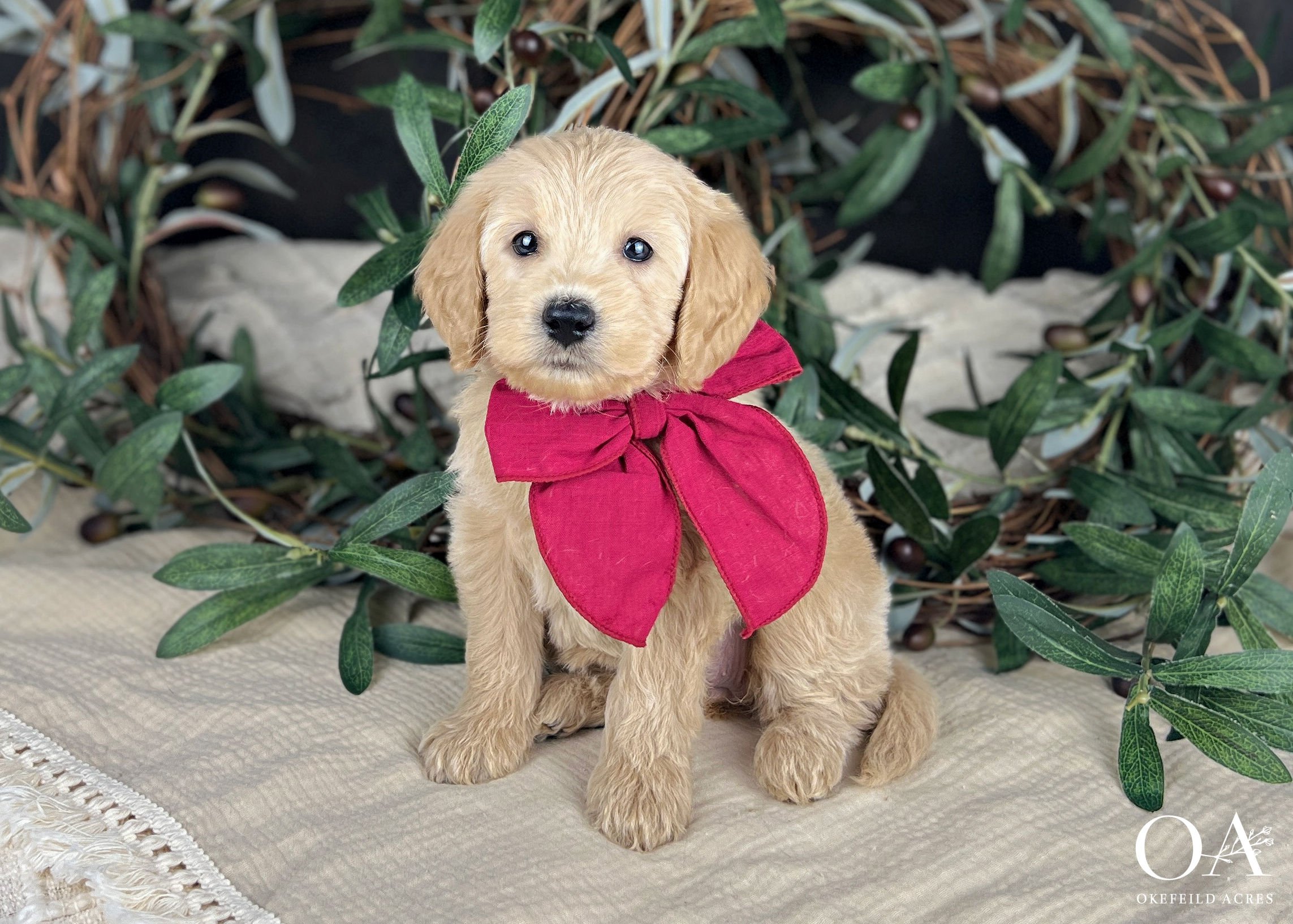 Libby-Liliya-Bingley-Okefeild-Acres-F1b-Mini-English-Teddybear-Goldendoodle-Puppies-31 (1).jpg