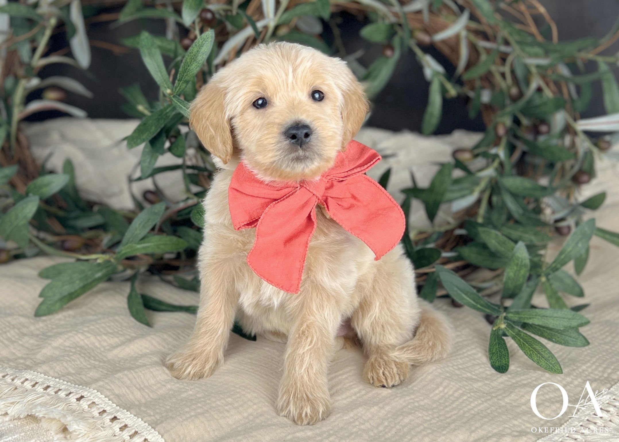 Louie-Liliya-Bingley-Okefeild-Acres-F1b-Mini-English-Teddybear-Goldendoodle-Puppies-28 (1).jpg