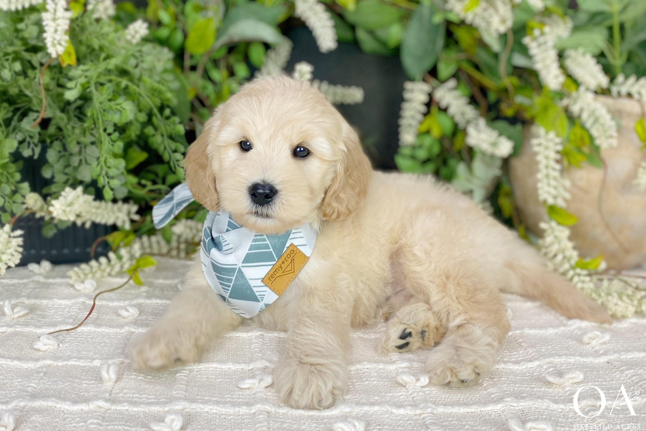 Apricot-Dolly-Bingley-Okefeild-Acres-F1b-Mini-Teddybear-Goldendoodle-Puppies-12.jpg