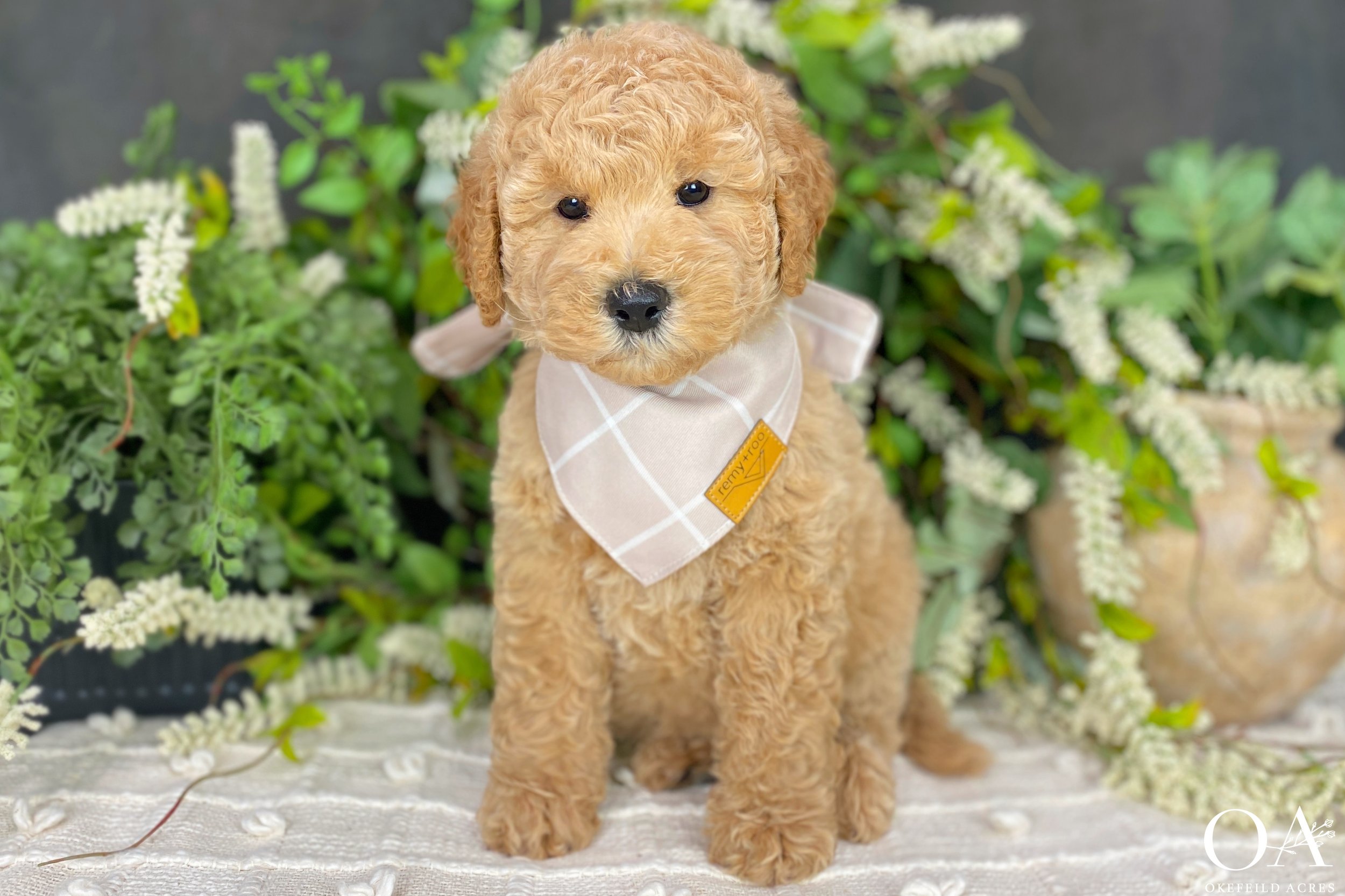 Apricot-Dolly-Bingley-Okefeild-Acres-F1b-Mini-Teddybear-Goldendoodle-Puppies-13.jpg