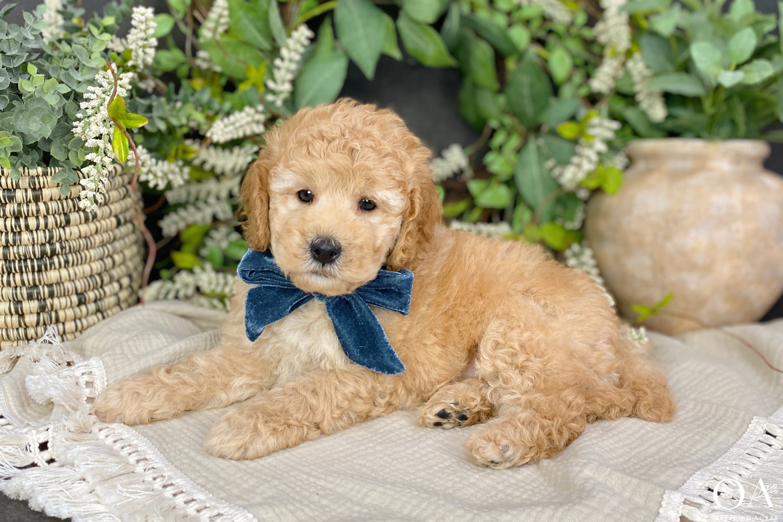 Apricot-Millie-Okefeild-Acres-Mini-English-Teddybear-Goldendoodle-Puppies-18.jpg