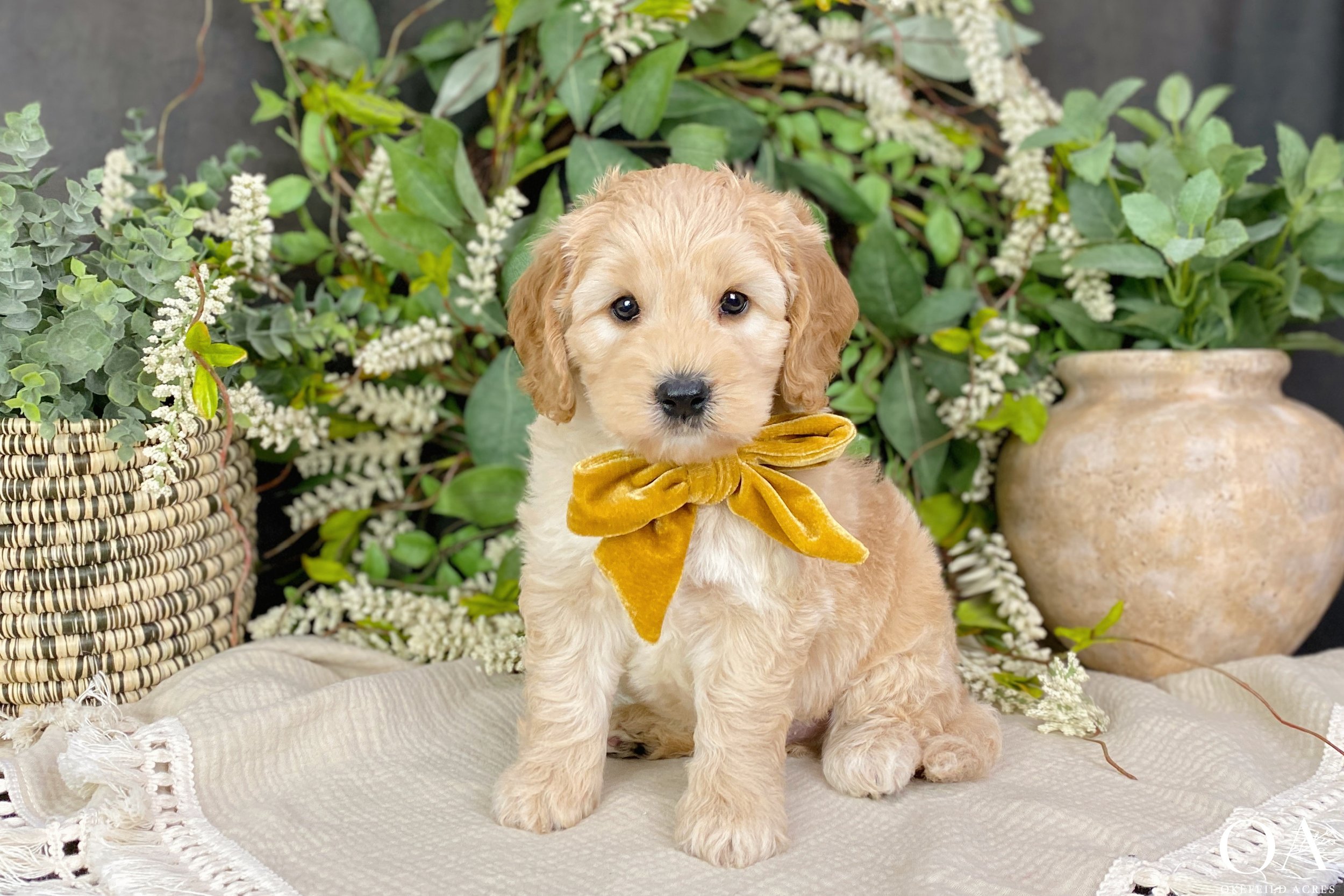 Apricot-Millie-Okefeild-Acres-Mini-English-Teddybear-Goldendoodle-Puppies-20.jpg