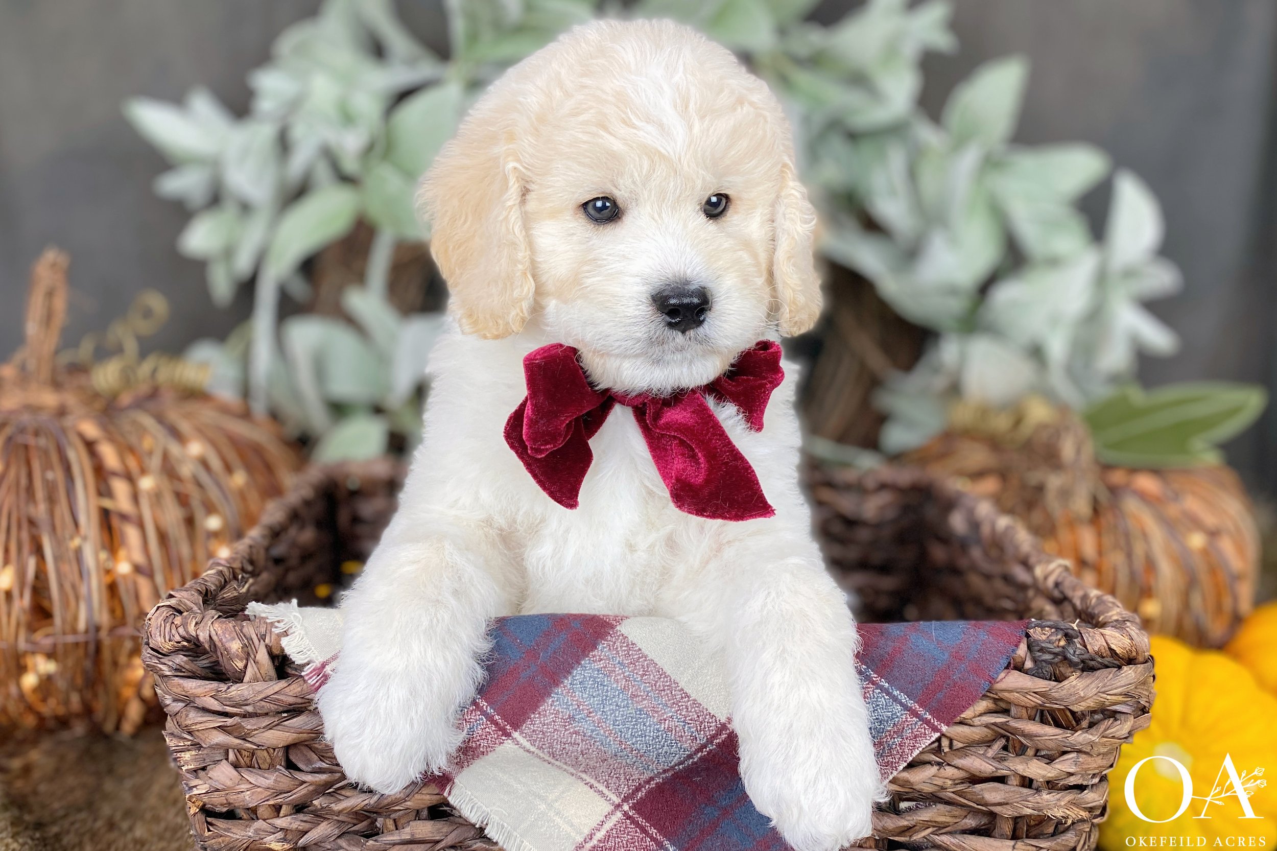 Apricot-Nala-Okefeild-Acres-F1b-Mini-English-Teddybear-Goldendoodle-Puppies-13.jpg