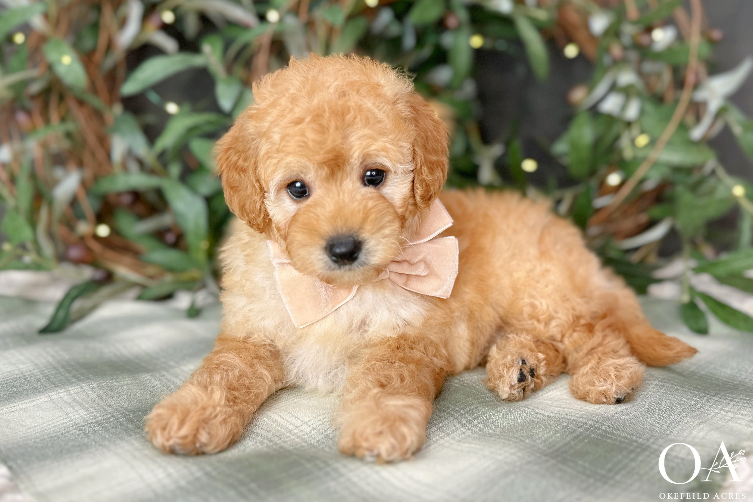 Apricot-Oaklely-Gucci-Okefeild-Acres-F1b-Mini-English-Teddybear-Goldendoodle-Puppies-1.jpg