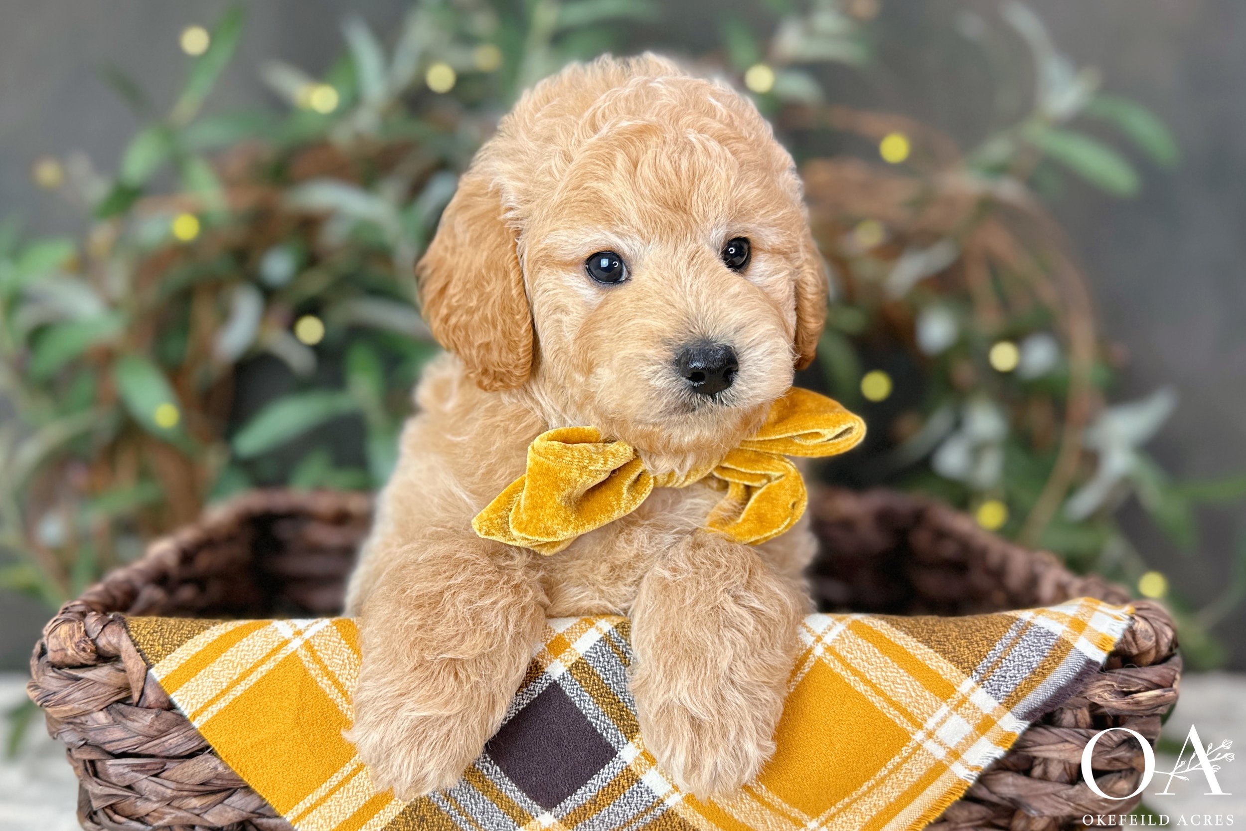 Apricot-Oaklely-Gucci-Okefeild-Acres-F1b-Mini-English-Teddybear-Goldendoodle-Puppies-8.jpg