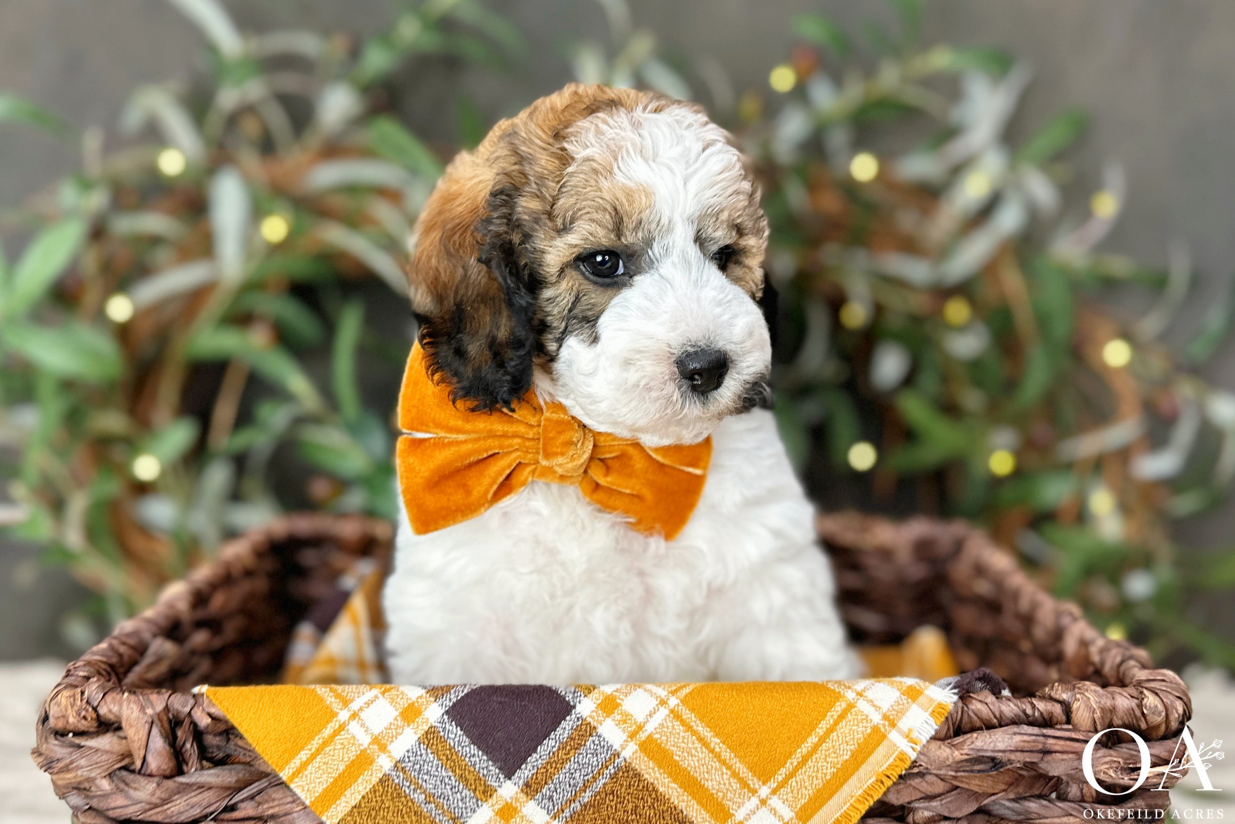 Apricot-Sable-Parti-Black-Phantom-Parti-Rihanna-Okefeild-Acres-F1b-Mini-English-Teddybear-Goldendoodle-Puppies-1.jpg